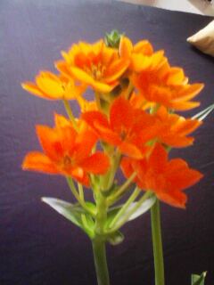 Image0041.jpg