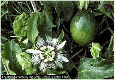 Image22236.gif