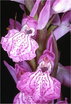 Image3.jpg
