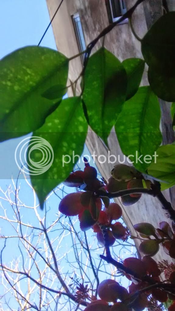 image34_zpsc23c2eaf.jpg