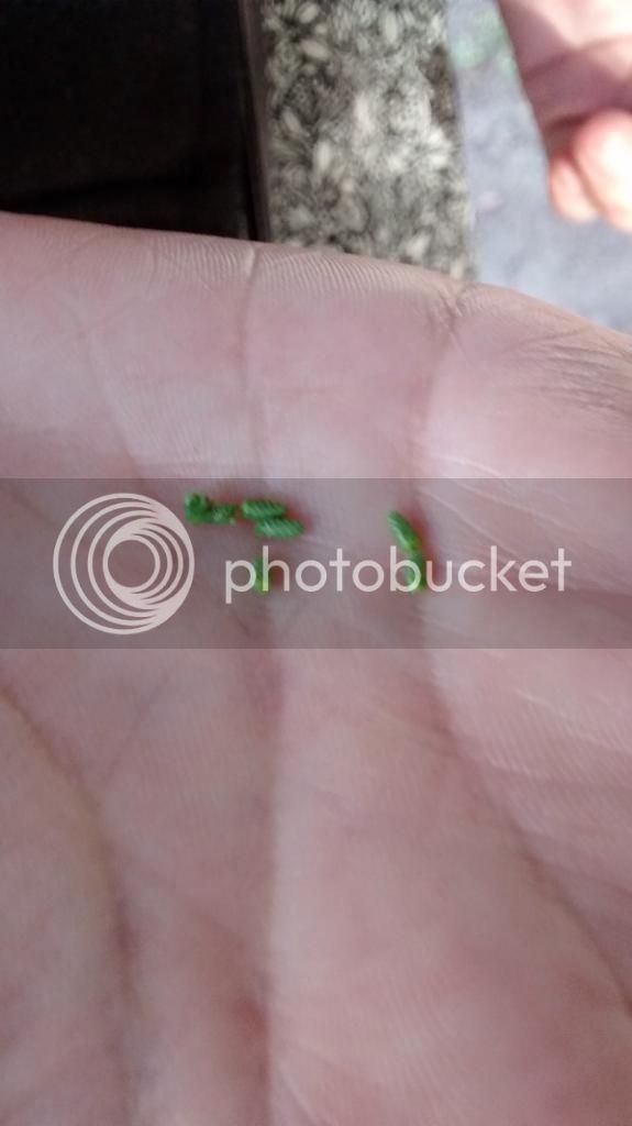 image36_zps2c7a92f7.jpg