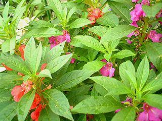 image51.jpg