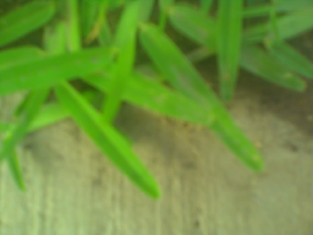 IMAGE_025.jpg