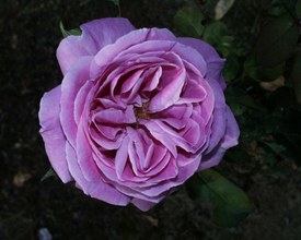 image_1_preview.jpg
