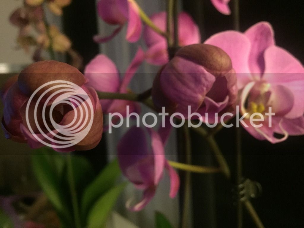 image_4.jpe