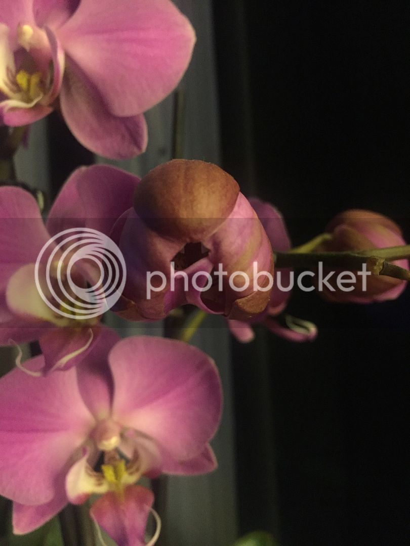 image_5.jpe
