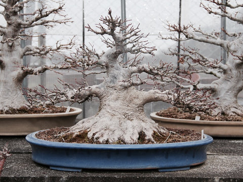 image_5d409aa8-6910-4f95-abef-5c185ecb1ec7_large.jpe