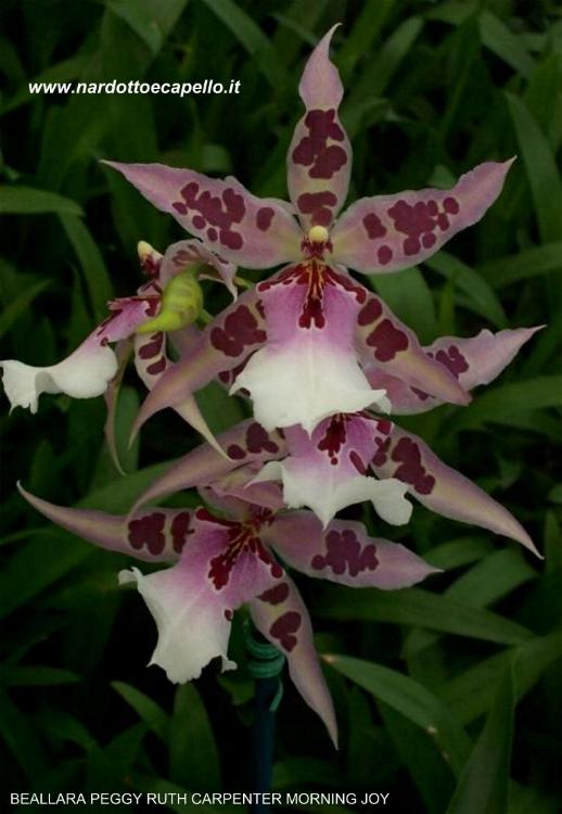 image_orchids%5CODONTOGLOSSUM%5CBEALLARA%20PEGGY%20RUTH%20CARPENTER%20MORNING%20JOY.JPG