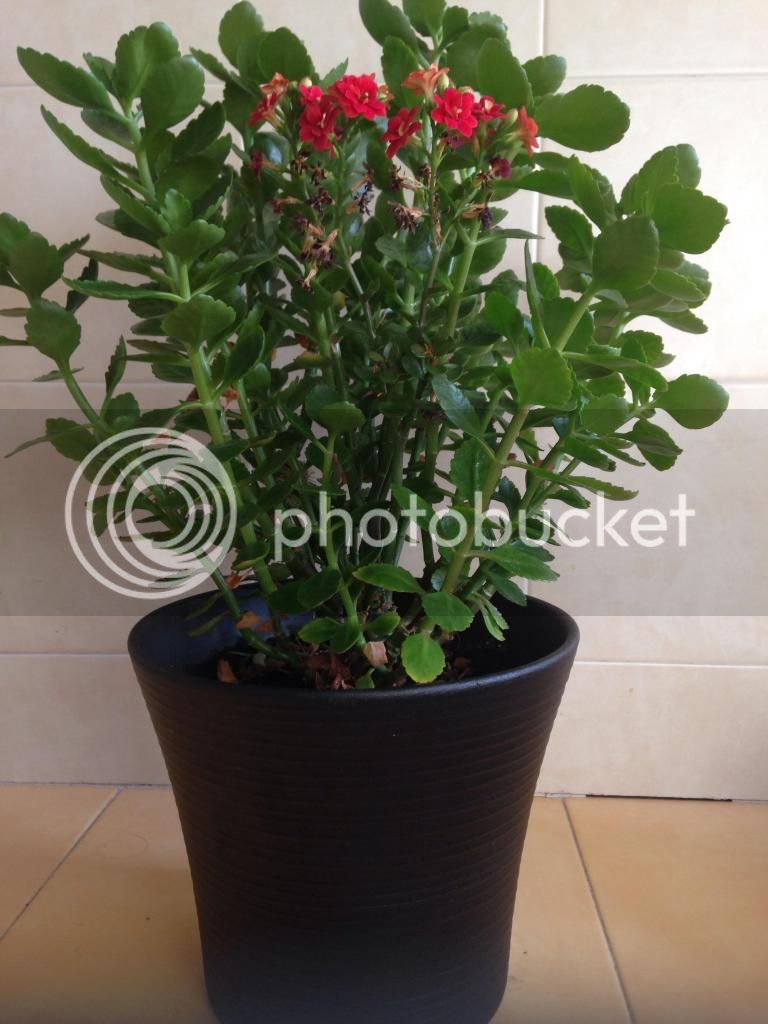 image_zps1285dfd9.jpg