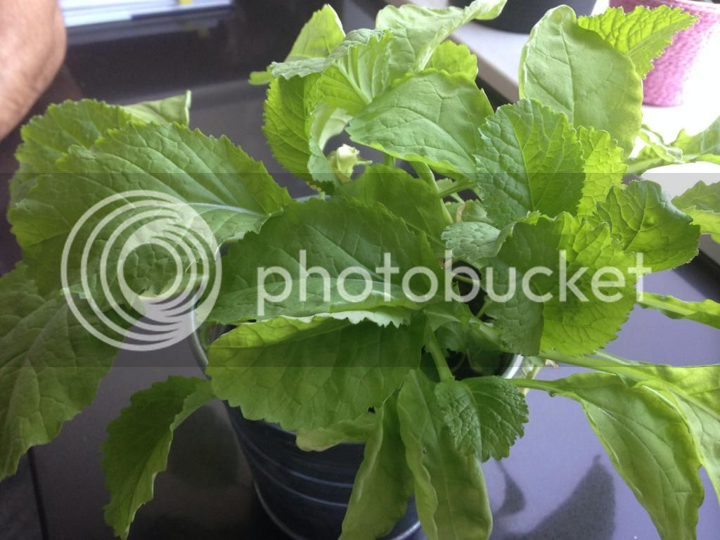 image_zps3a555f06.jpg