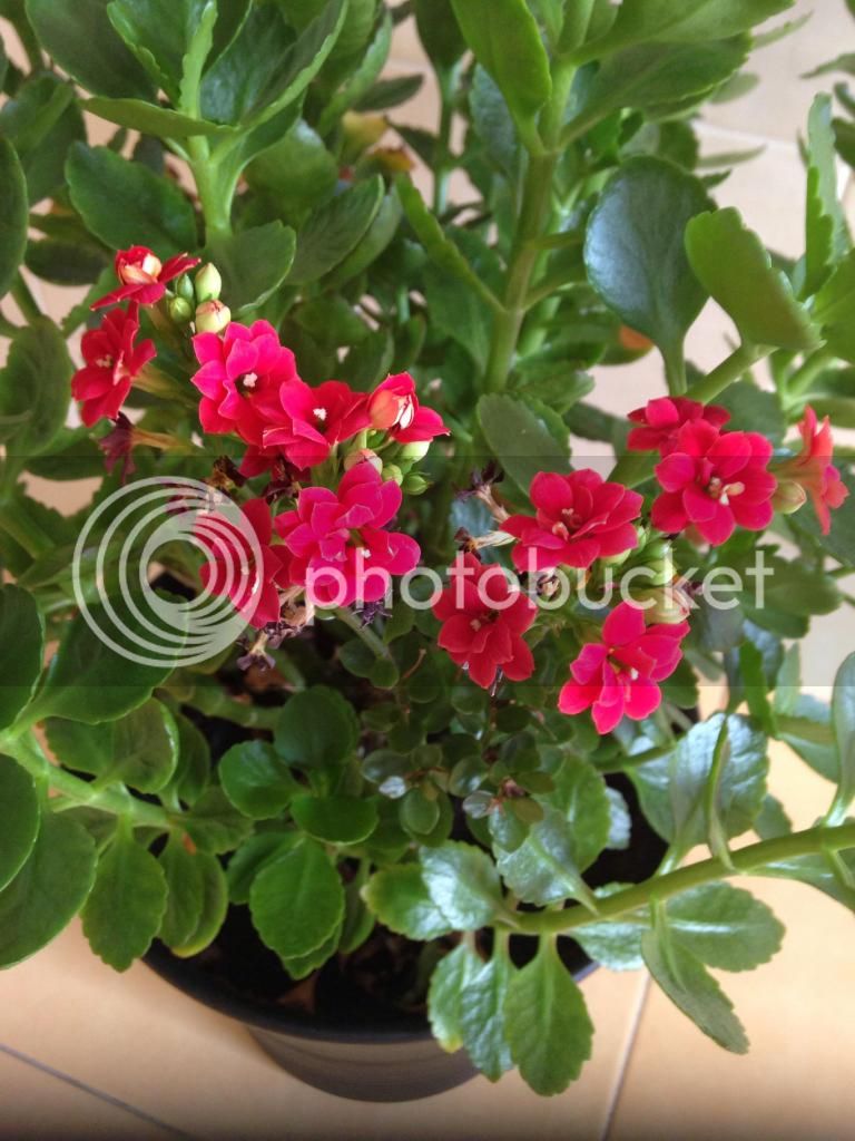 image_zpsc781c7f3.jpg