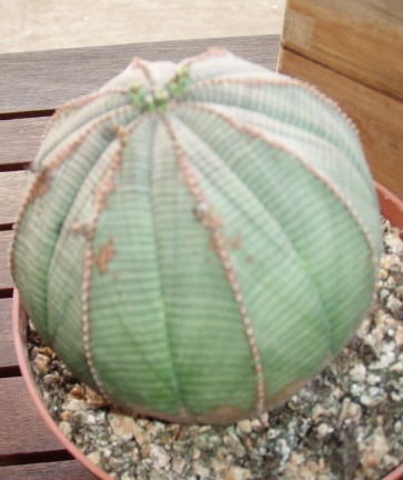 Imagen 004.jpg