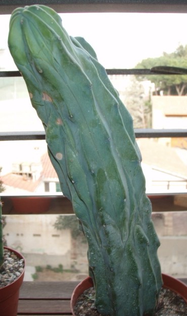 Imagen 005.jpg