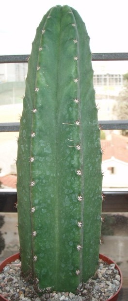 Imagen 006.jpg