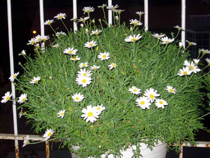 Imagen 007.jpg