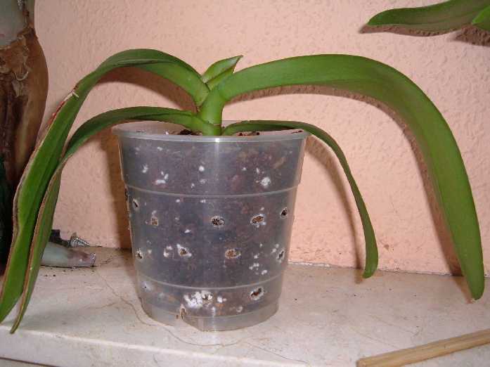 Imagen 038.jpg