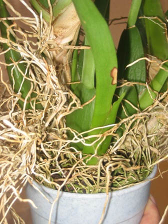 Imagen 040.jpg