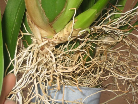 Imagen 043.jpg