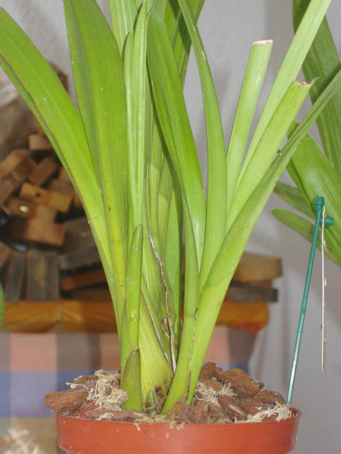 Imagen 057.jpg