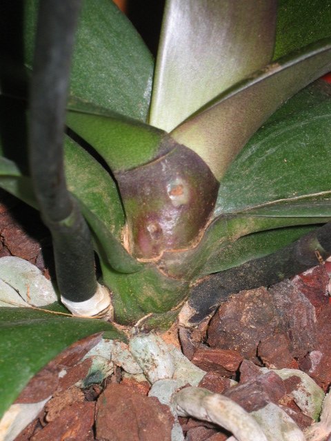 Imagen 060.jpg