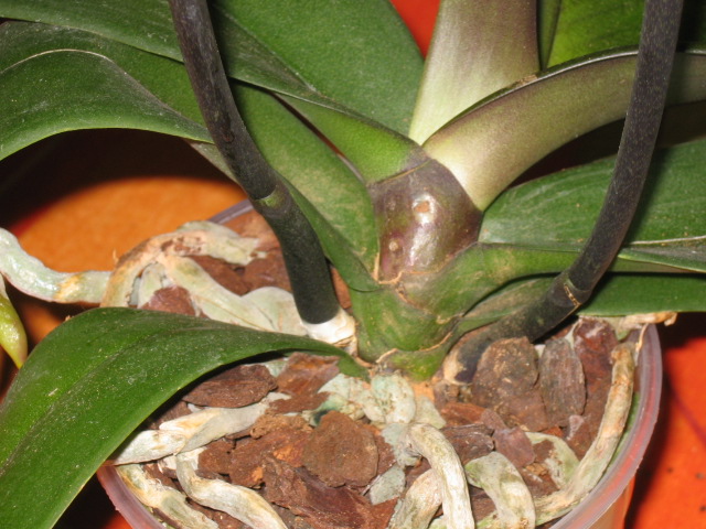Imagen 062.jpg