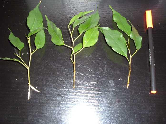 Imagen 084.jpg