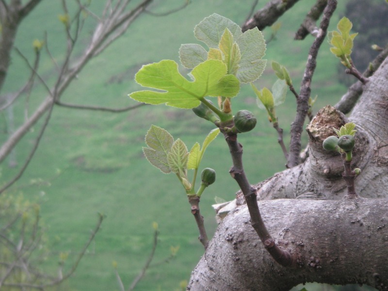 Imagen%20100.jpg