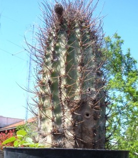 Imagen%20715.jpg