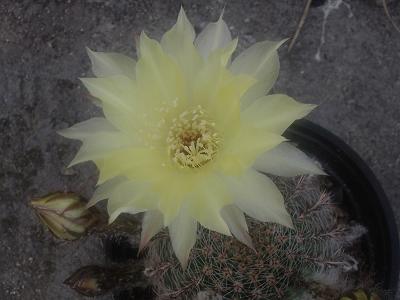 Imagen%20cactus.JPG