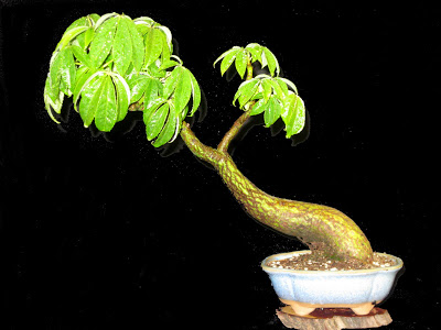 Imagen%2B001.jpg
