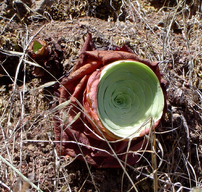 Imagen 3844.jpg