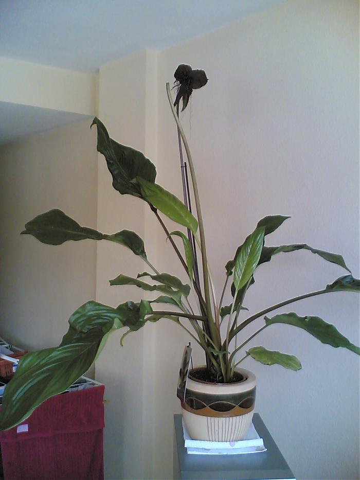 Tacca chantrieri: la flor del diablo u orquidea negra