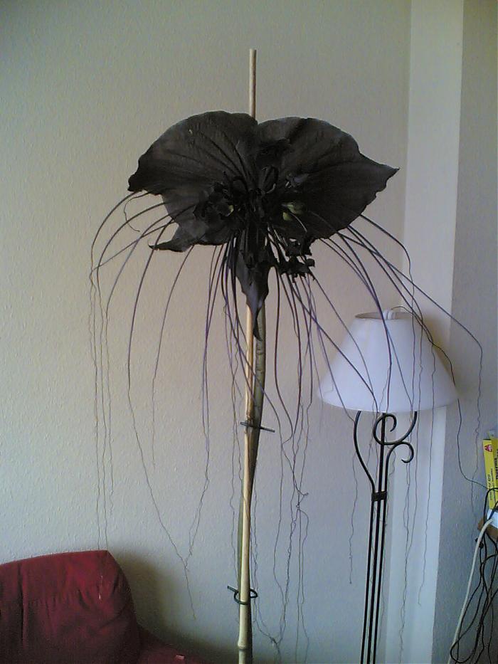 Tacca chantrieri: la flor del diablo u orquidea negra
