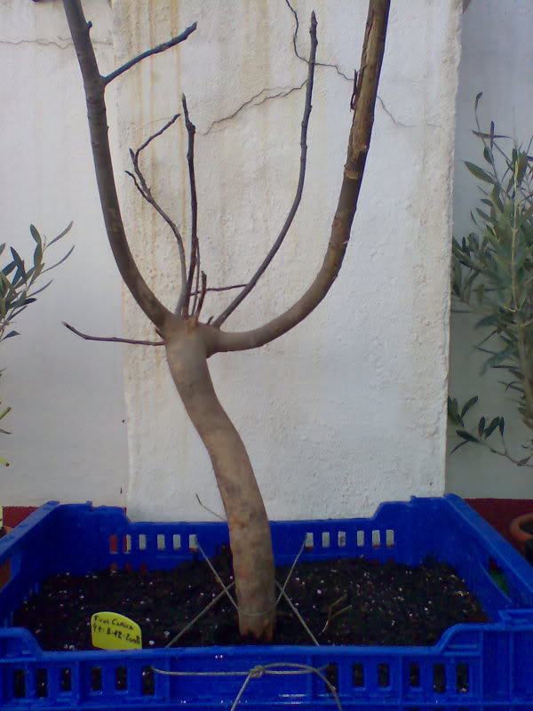 Imagen000.jpg