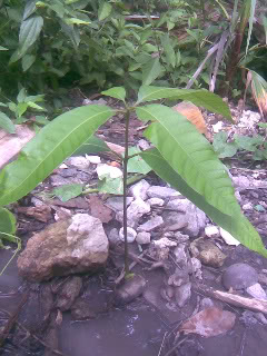 Imagen001-1.jpg