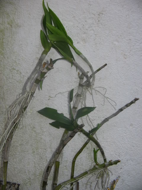 Imagen001-1.jpg