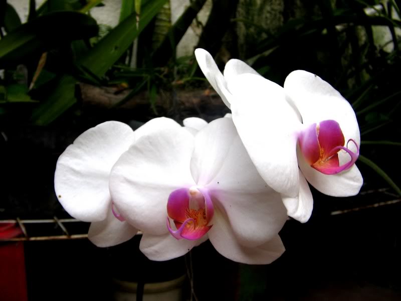 Imagen001.jpg