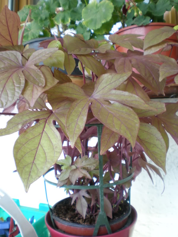 Imagen001.jpg