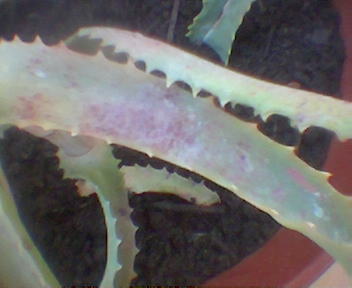 Imagen001.jpg