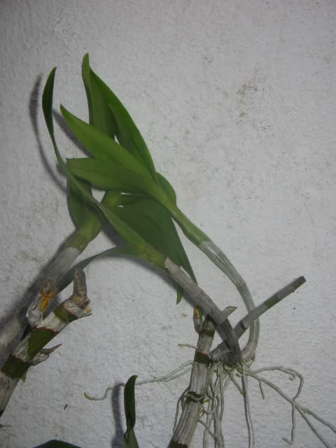Imagen002-2.jpg