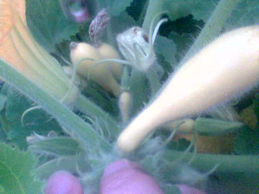 Imagen002.jpg