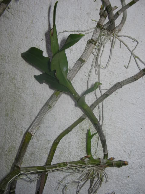 Imagen003-2.jpg