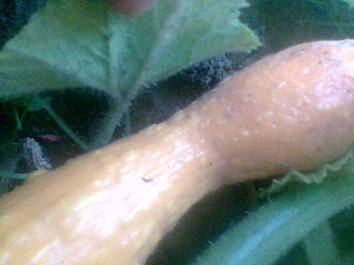 Imagen003.jpg