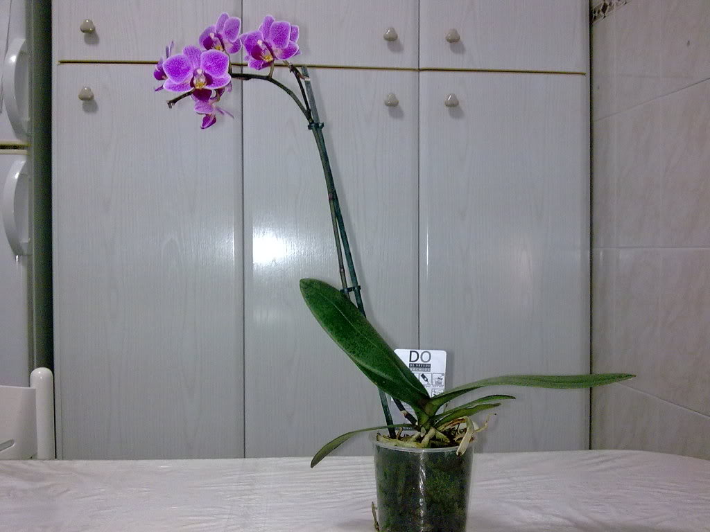 Imagen0031.jpg