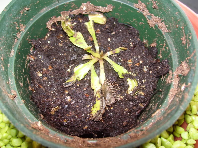 Imagen004-1.jpg