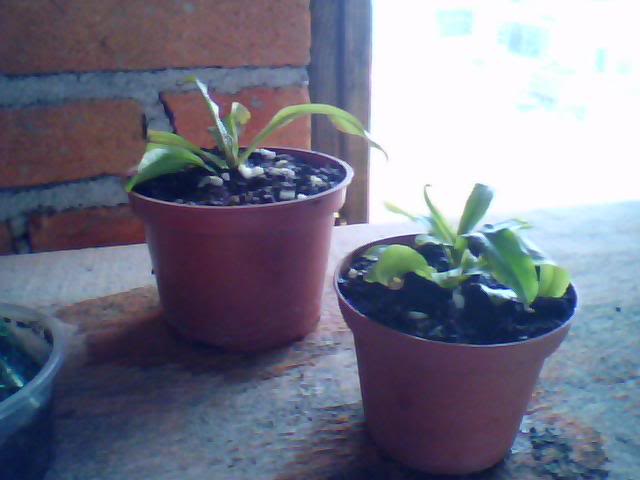 Imagen004-2.jpg