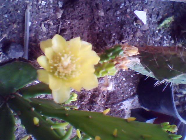 Imagen005-1.jpg