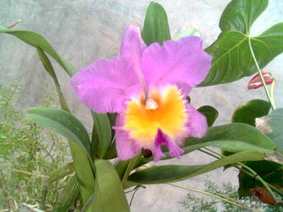 Imagen005.jpg