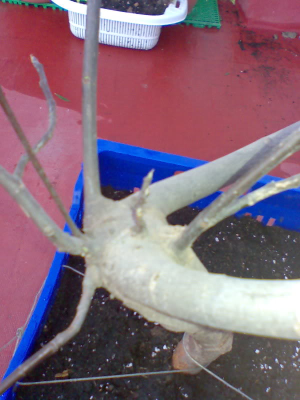 Imagen005.jpg