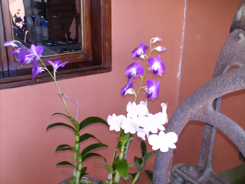 Imagen005.jpg